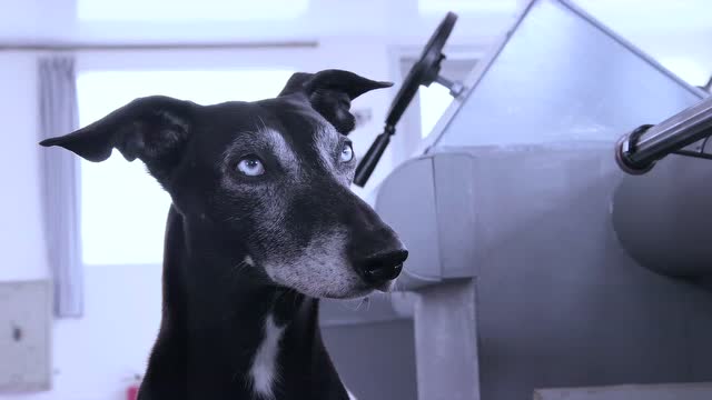 《动物出击》预告