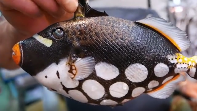 极品小丑炮弹鱼,日本大厨最后制作成了大餐,味道也太鲜了