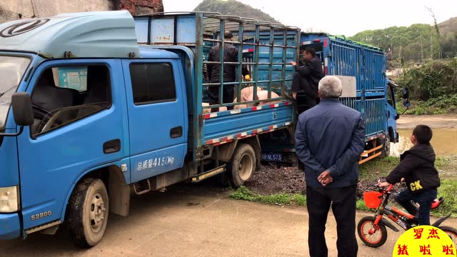 装猪过车居然还有这操作,又长见识了