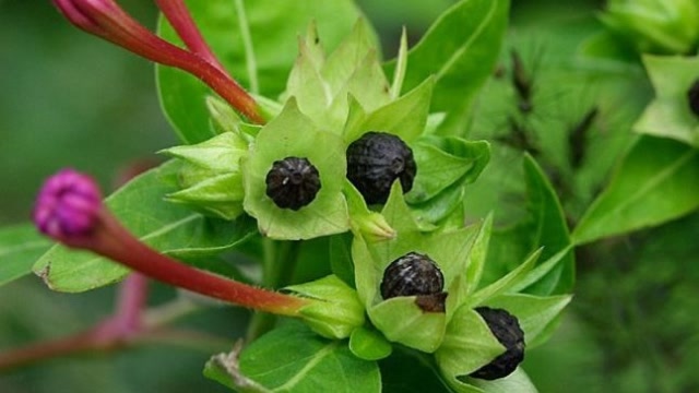 农村这种"地雷花",药用价值很大,您若遇见,请别轻视或摘掉!