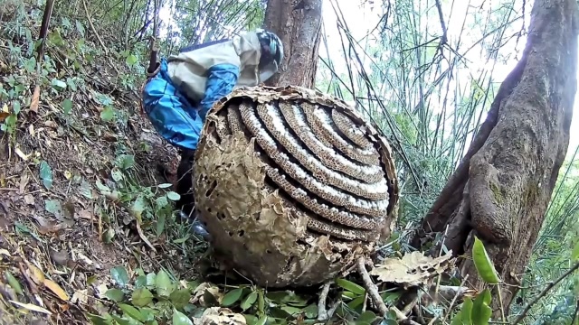 山上摘巨型马蜂窝,扒开外壳后,里面太惊艳了