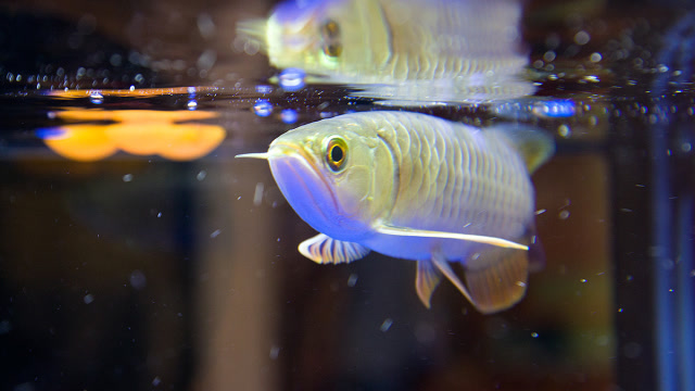 小伙买了条白金龙鱼,不肯张嘴进食,掰开嘴巴欣喜若狂
