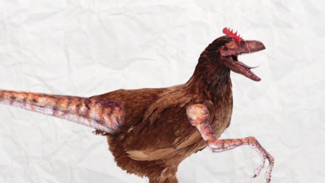 鸡的祖先到底是谁呢?估计看完后再也不敢吃鸡了,网有:涨知识了