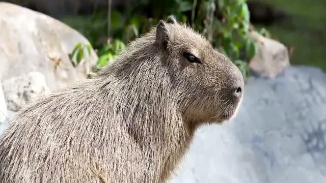 世界最大的老鼠,每年拯救上千条人命,被誉为英雄鼠!