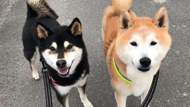 日本网红柴犬黑柴从不认真走路只想让黄柴哥哥背