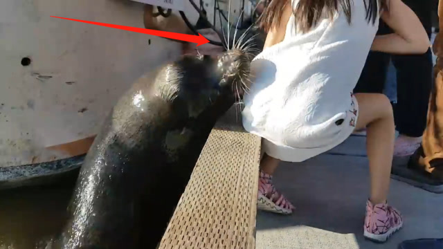 小女孩正在拍照,不料下一秒被海豹强拖下水,镜头记录下全过程
