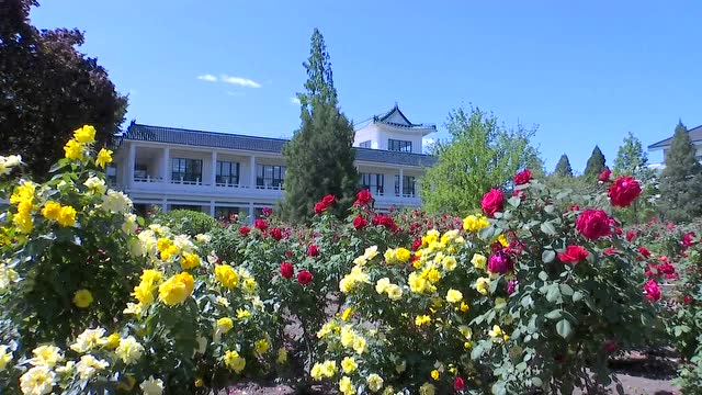 首钢园区月季园