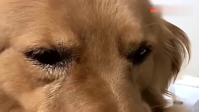 金毛被狗狗咬了,竟伤心的哭了起来,爸爸好心安慰它!(1)