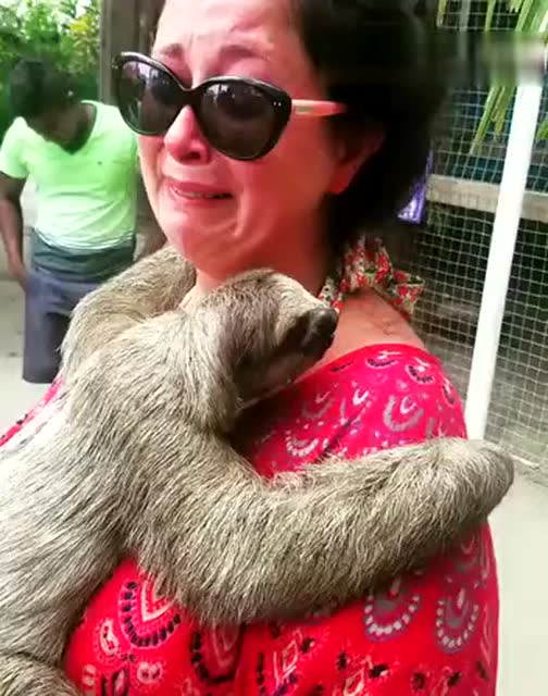 老大姐抱着树懒 哭得稀里哗啦