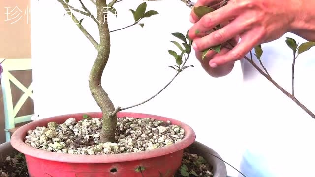 让人开眼界的榕树钻孔嫁接方式对盆景补枝造型有奇效