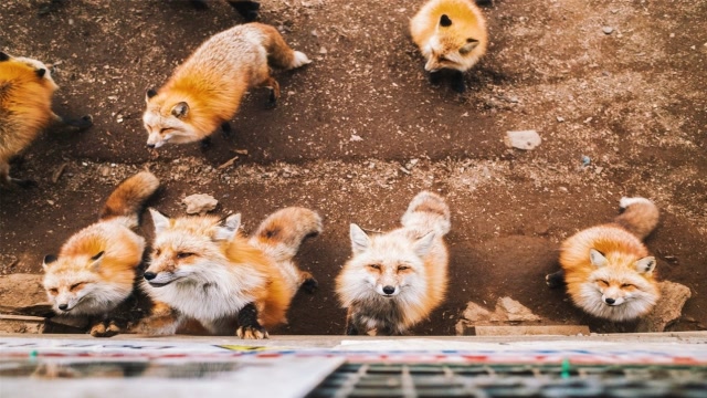 专属狐狸的村子!村子的居民是一群狐狸,真是萌化人心