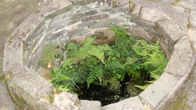 农村这种野草,人称"井边草",如今已不多见,遇见就是福气!