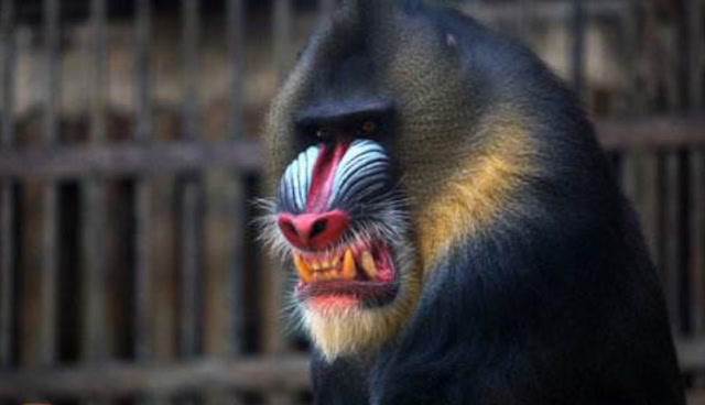 世界上最凶的猴子,长着一副"鬼脸",花豹和狮子都拿它没办法!