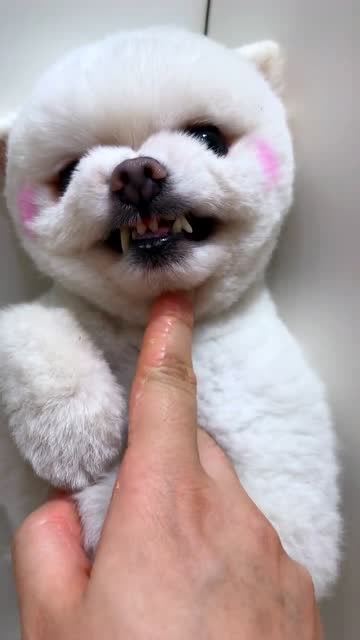 博美闹闹变成小豁牙了,看它的小表情太可爱了,萌萌哒