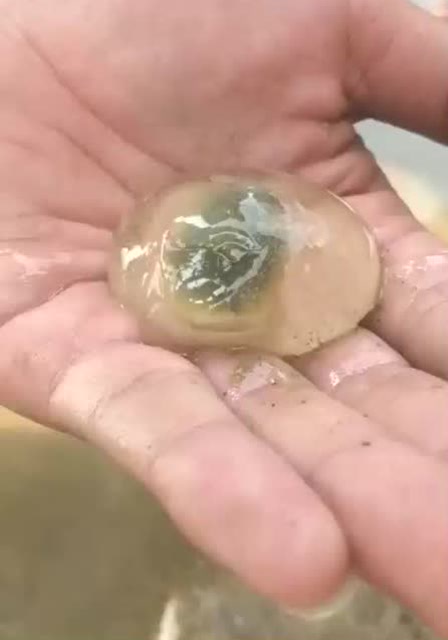 泥螺破卵的瞬间