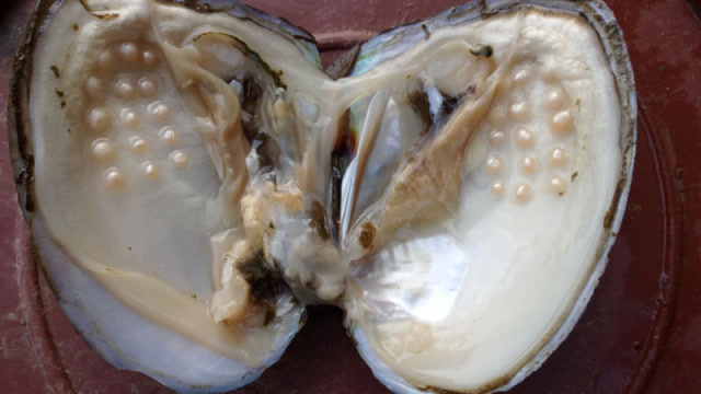 潜水抓到巨型海蚌撬开后脸色都变了网友人傻力气多