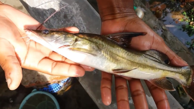 被国人称为"淡水鱼王",比甲鱼还补,如今300元一斤也难买到