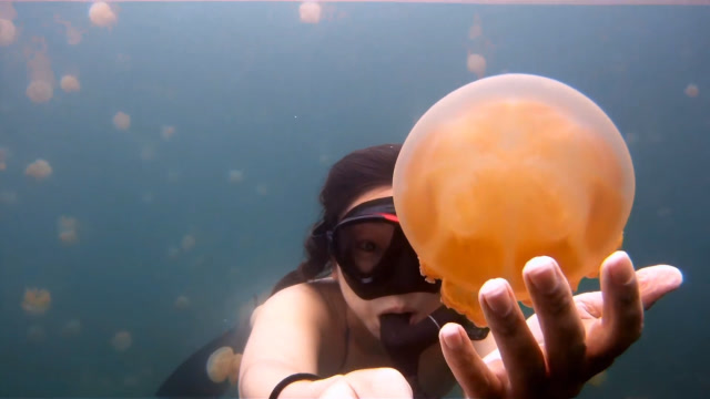 没想到水母宝宝这么可爱,网友:击中少女心!不吃凉拌海蜇皮了!