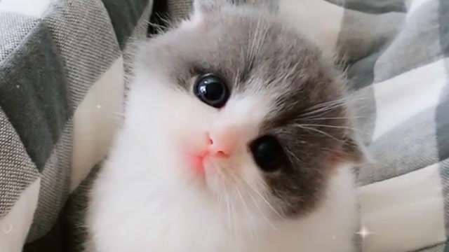 超呆萌小奶猫,小猫眼睛好奇盯着主人的手,太可爱了