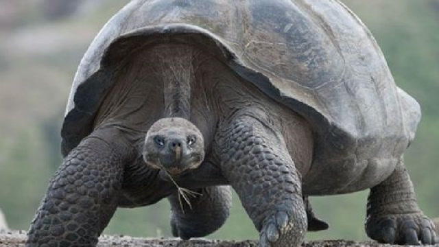 非洲毛里求斯,大象龟,升级为"国宝"