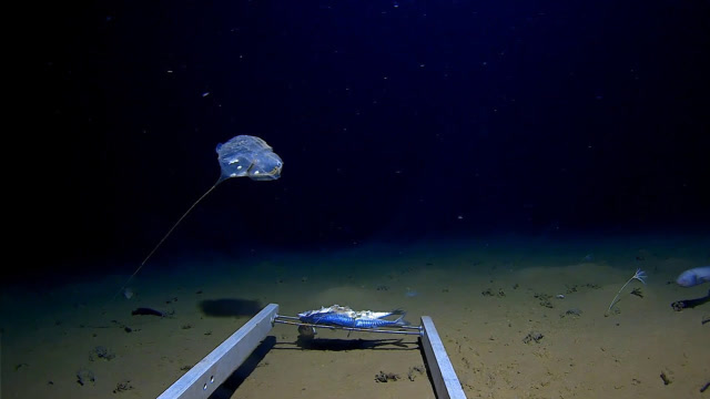 奇怪生物现身印度洋7000米海底,外形如水母发蓝光!
