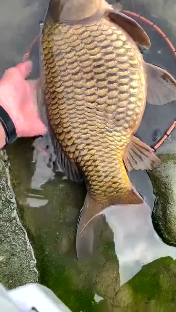 为这位放生大肚的鲤鱼人点赞