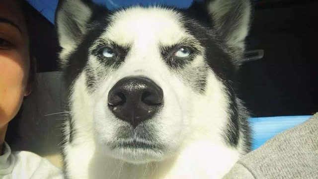 究极沙雕,傻缺哈士奇大合集!