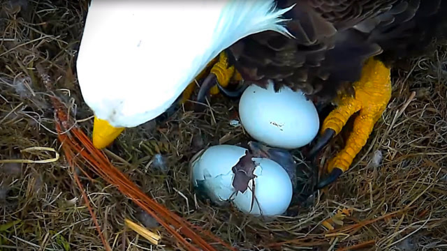国外小哥将老鹰蛋换成鸭蛋,鸭子出壳后,老鹰的反应太"魔性"了