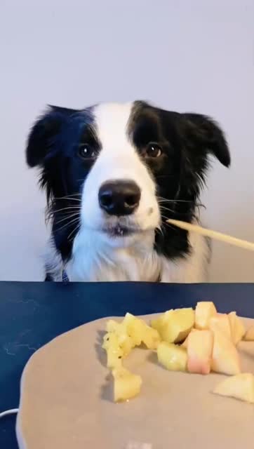 狗狗吃饭吧唧嘴的声音好喜欢哈哈