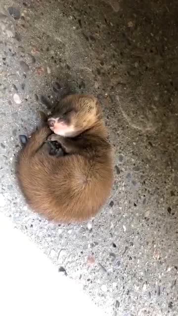 就在小哥家门开口发现一只黄鼠狼幼崽这是什么寓意啊