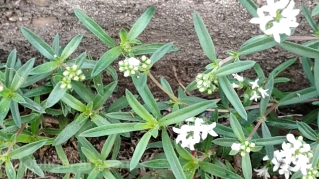 村里人的"理肺草",煎汤服用润肺止咳,医生用来治疗肺结核!