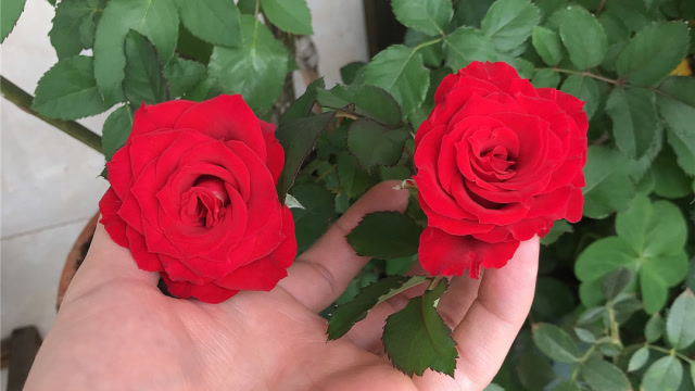 阳台小欧月,养护做好1细节,放养也能"开得靓"!