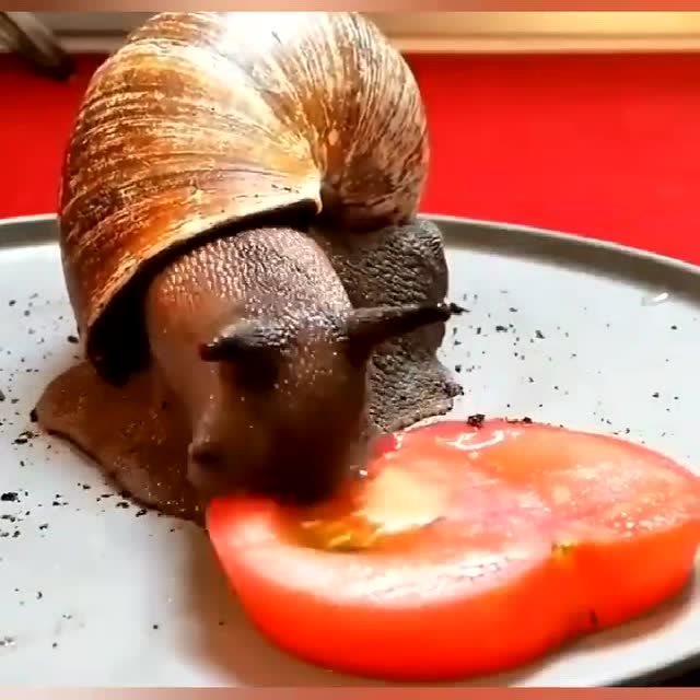 蜗牛进食现场,原来蜗牛吃东西竟然是这样子,真是长知识了