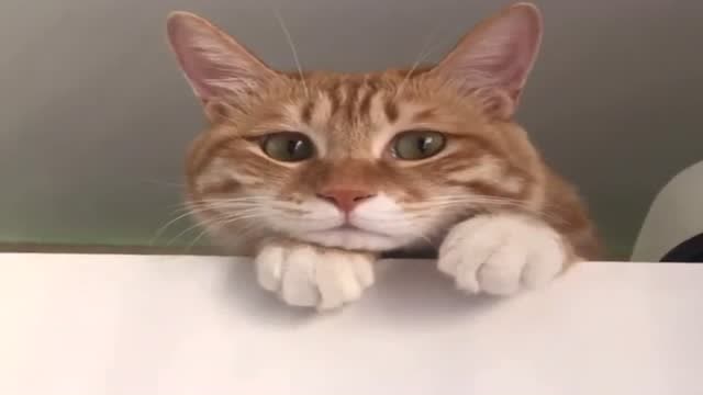 小猫咪思春了,一脸闷闷不乐的样子,小表情看一次笑一次!