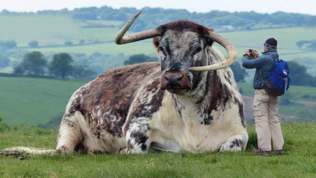 世界上最大的牛有多大图片