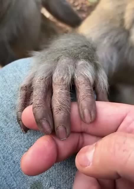 猴子的指甲竟然跟人的一模一样,人类真的是猴子进化来的吗?