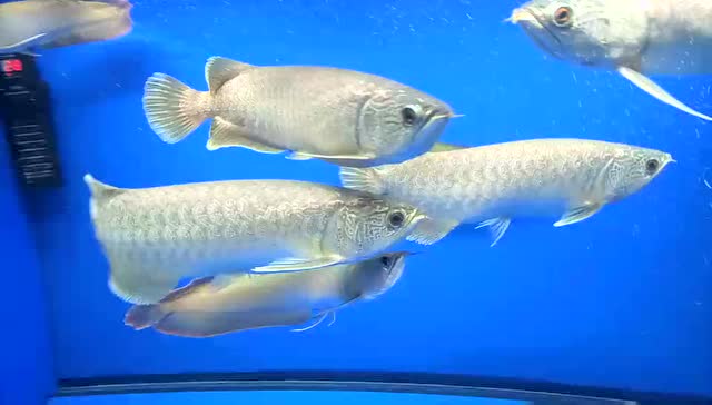 视频︱稀有 图腾龙鱼欣赏