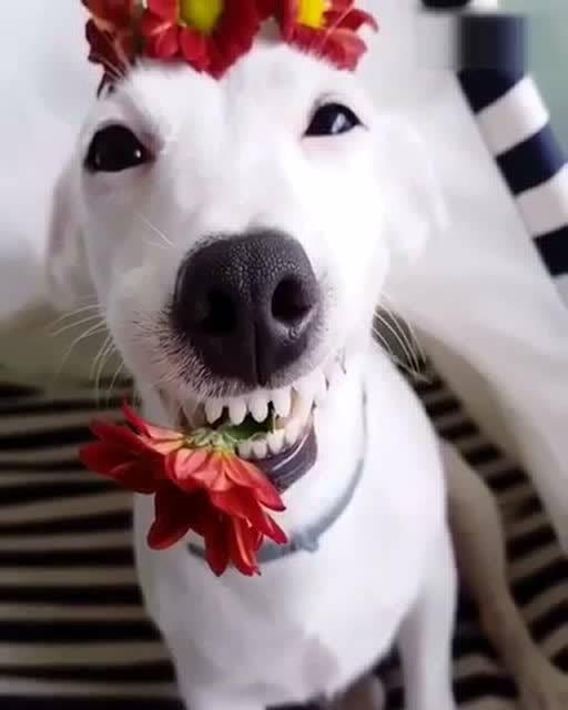 忍不住跟着一起笑![em]e128[/em]