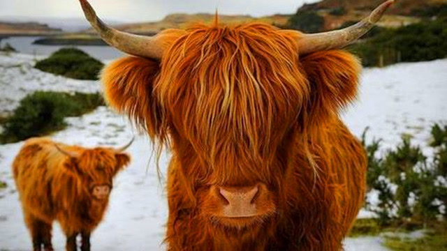 看看最帅气的牛什么样,每天都要梳刘海,我是村里最靓的牛