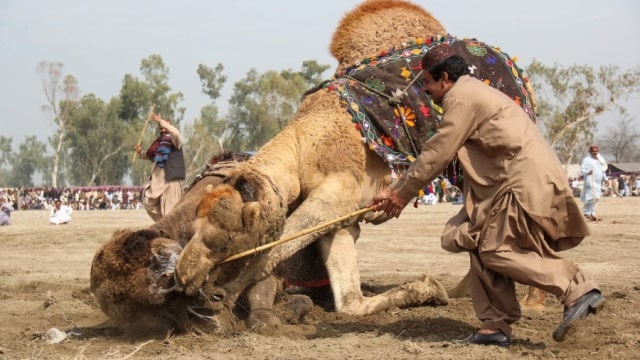 第一次见骆驼抢夺配偶打架,只攻击这一个地方,场面太激烈了