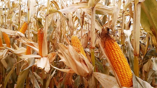 益农玉18——早熟巨星隆重上市