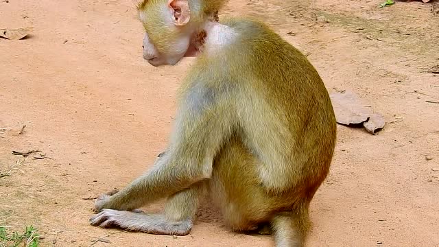 小猴子脖子上有明显伤痕,感觉细细的脖子支撑不住脑袋,心疼!