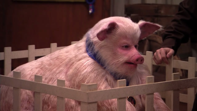 国外一头长着人脸的猪,还能开口说话,围观的小孩兴奋了!