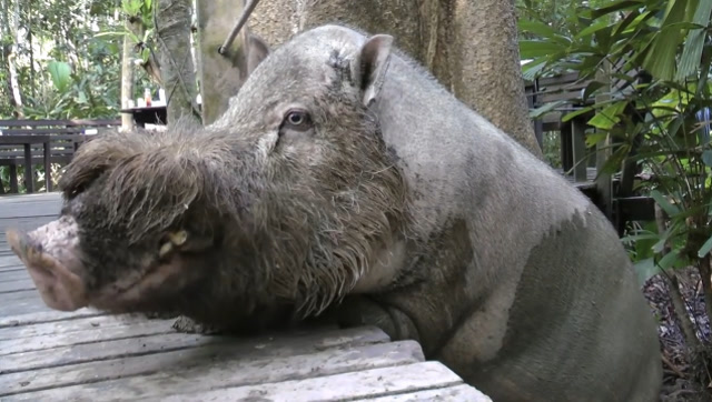 世界上最丑的猪,嘴长到令人惊奇,数量稀少极其稀有