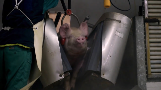 全自动杀猪电击"爆头",很多人没见过!让猪快乐的死去