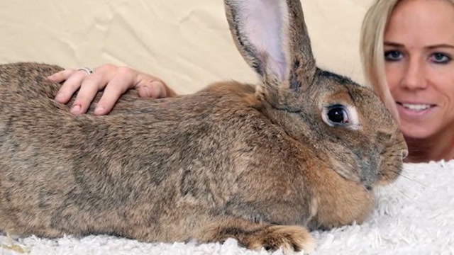 英国大流士兔子重达90斤,被评为全世界最大的兔子