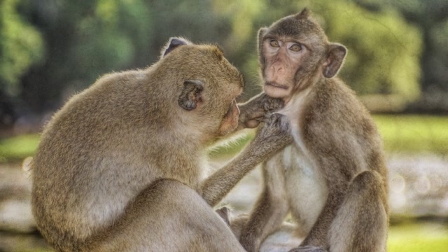 调皮猴子戏弄猫咪,猫咪算是遇到对手了,结局出乎人意料