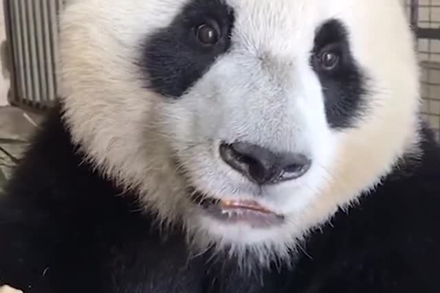 熊猫吃饭吧唧嘴的样子太可爱!越看越上头!