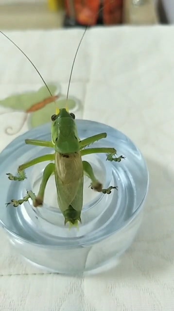 刚逮到的绿蝈蝈,你们看看这个品相怎么样?