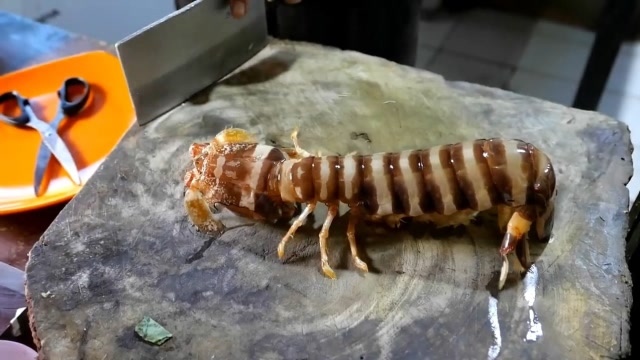 印度尼西亚,蜷缩在塑料瓶里的外星虾,被做成独特的美食!